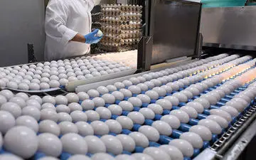 تخم مرغ کیلویی چند؟/تولید ۱۰ هزارتن مازاد در ماه