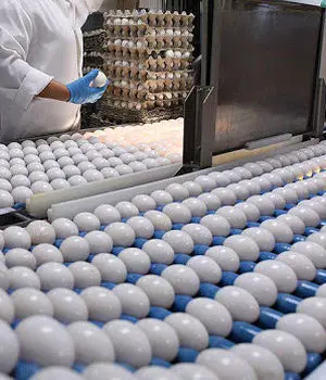 اعلام قیمت جدید هرکیلو تخم مرغ برای مصرف کننده