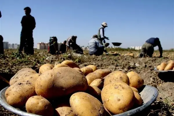 زیان ۵هزار تومانی کشاورزان در هر کیلو سیب زمینی/عوارض ۶۰درصدی راه‌های صادراتی را بست