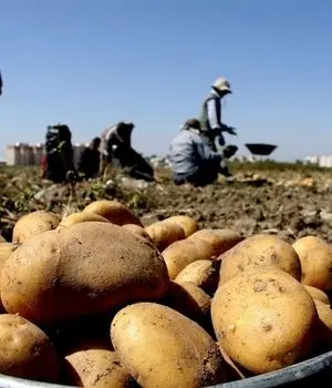 وعده کاهش قیمت سیب زمینی از نیمه فروردین 