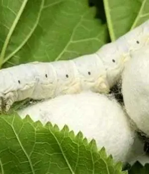 اعلام قیمت خرید تضمینی محصولات کشاورزی در بودجه ۱۴۰۵