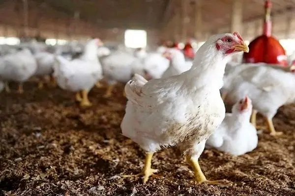 زیان ۲هزار میلیاردی صنعت مرغداری طی یک ماه