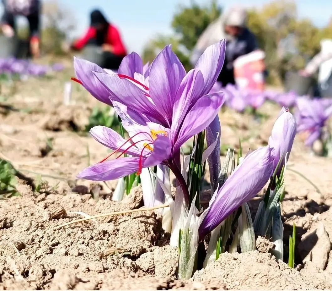 روش سرمایه‌گذاری در طلای سرخ/ چگونه از بورس کالا زعفران بخریم؟ 