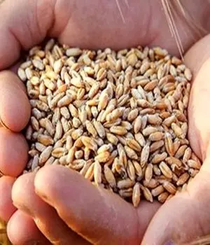آغاز چانه‌زنی‌ها برای تعیین قیمت خرید تضمینی گندم 