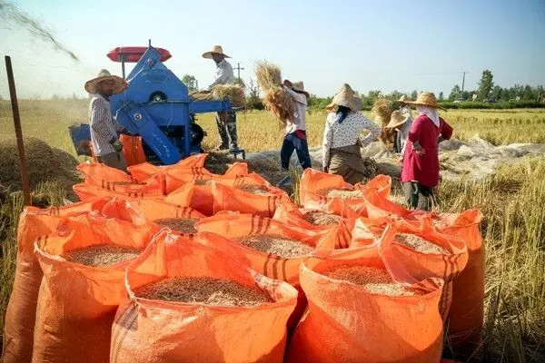 برنج روی دست کشاورزان مانده / خرید تضمینی چاره‌ساز است؟