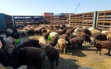 افزایش قیمت دام زنده/ گوشت قرمز گران‌تر می‌شود؟