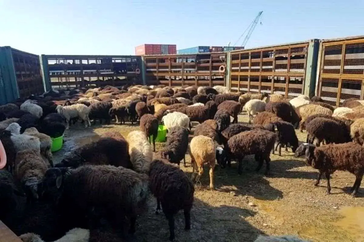 افزایش قیمت دام زنده/ گوشت قرمز گران‌تر می‌شود؟