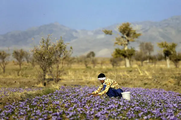 پیش‌بینی تولید ۴۰۰ تن زعفران در کشور