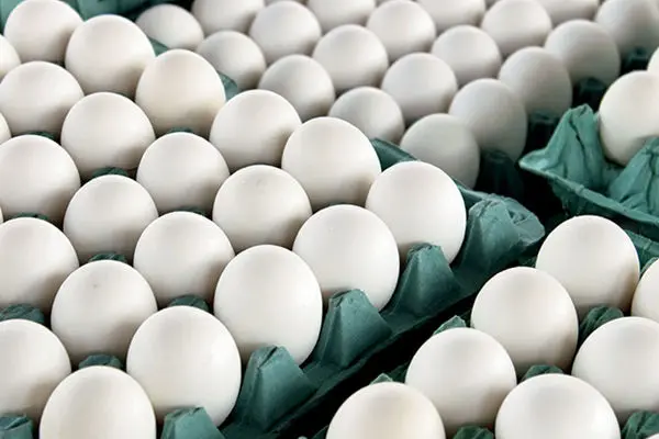 پیش بینی صادرات ۱۲۰ هزار تن تخم مرغ تا پایان سال