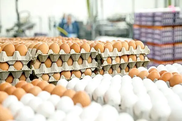پیش بینی صادرات ۱۲۰ هزار تن تخم مرغ تا پایان سال