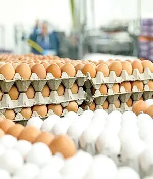 کاهش قیمت تخم‌مرغ/نرخ نهاده‌های دامی ۴برابر شد