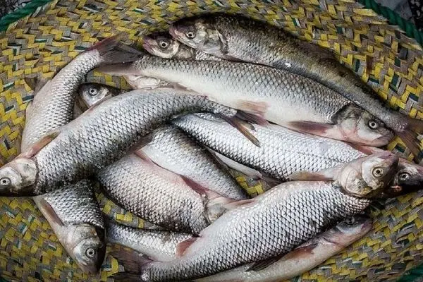 اختلاف قیمت ۴۰درصدی ماهی از مزرعه تا سفره