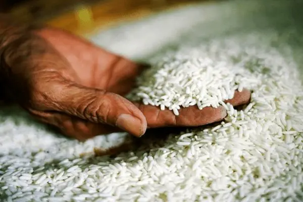 خبر خوش برای بازار برنج/ورود برنج‌های باکیفت پاکستانی