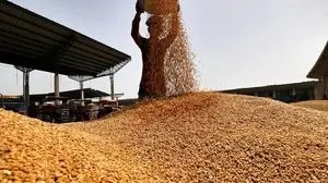 بخش خصوصی گندم وارد می‌کند؟