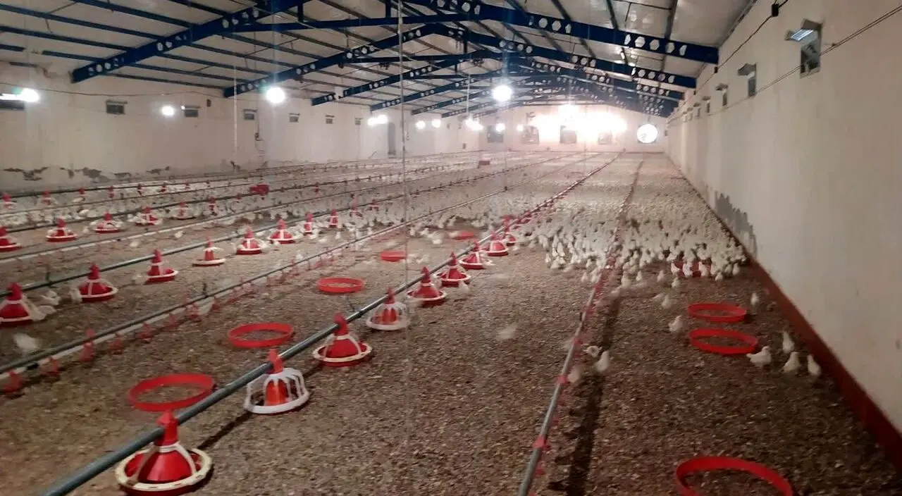 هزینه ۱.۵میلیاردی خوراک یک دوره 45 روزه مرغداری