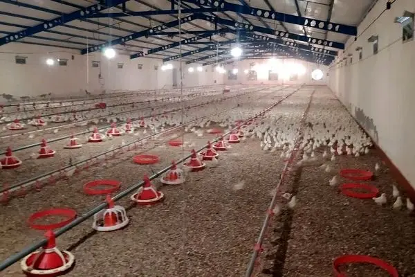 اعلام قیمت جدید تخم‌مرغ در خرده‌فروشی‌ها