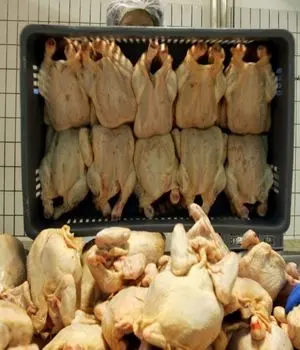 کاهش قیمت مرغ در بازار/ادامه زیان‌دهی مرغداران 