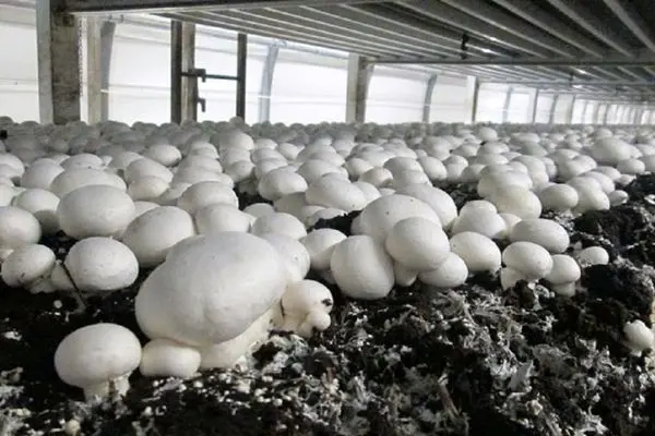 صادرات سالانه قارچ  به ۱۴ هزارتن نرسید