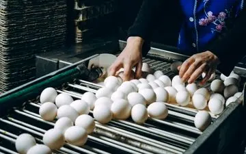 وعده دو برابر شدن صادرات تخم مرغ