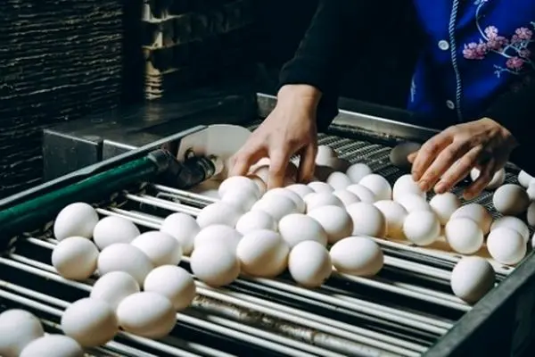 رقم صادرات تخم‌مرغ از ابتدای سال، تاکنون