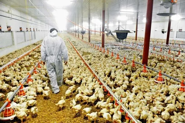 نیازی به واردات جوجه یکروزه نداریم /تولید ماهانه ۲۳۰ هزار تن مرغ گرم نیاز است