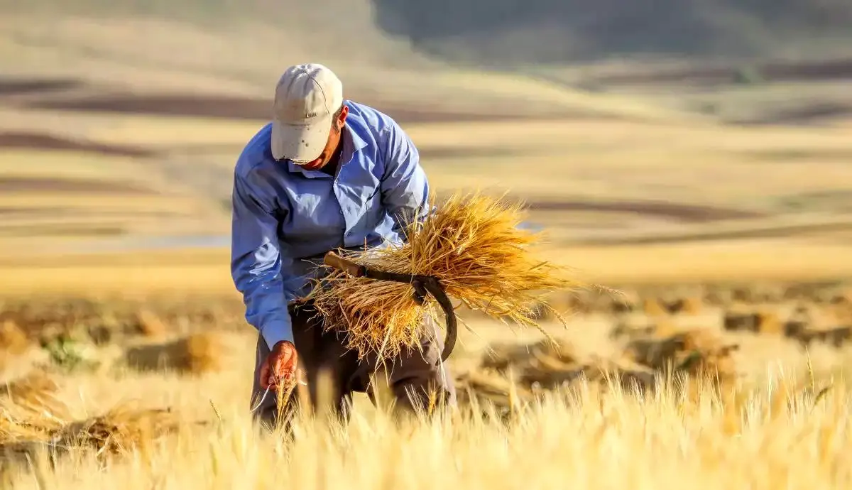 اعتراض گندم‌کاران به قیمت‌ خریدتضمینی/بحران تامین گندم جدی است