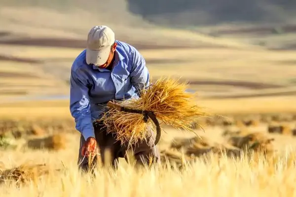 معوقه پرداخت پول گندم‌کاران از ۴ماه گذشت