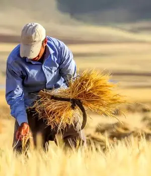 کام گندمکاران شیرین شد/پرداخت ۹۰درصد مطالبات 