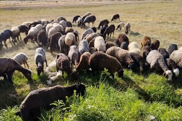 نوسان قیمتی گوسفنده زنده در میادین/ ۳ کلان‌شهر رکورددار قیمت دام زنده شدند 