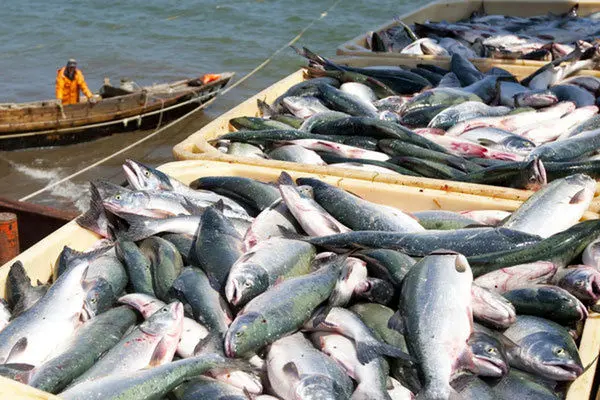 اختلاف قیمت ۴۰درصدی ماهی از مزرعه تا سفره