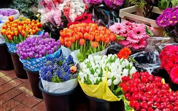 افزایش ۲۰تا۵۰درصدی قیمت گل در آستانه نوروز 