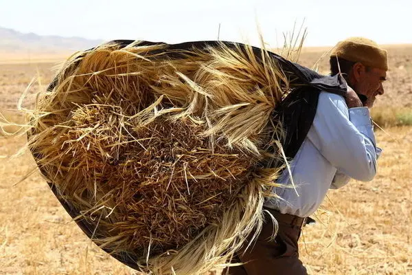 پرداخت ۲۹همت از مطالبات گندمکاران