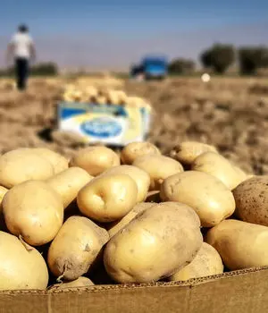 توزیع گسترده سیب زمینی تازه در میادین میوه و تره‌بار
