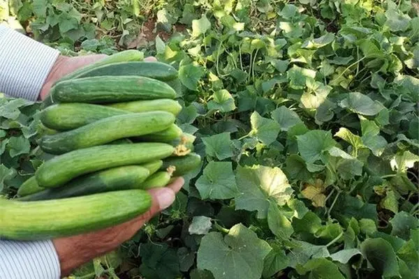 حذف میوه از سبد غذایی کارگران/ سفره‌های کارگران کوچکتر می‌شود