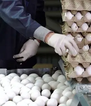 کاهش ۲۰درصدی مصرف تخم‌مرغ/هرکیلو تخم‌مرغ چند؟