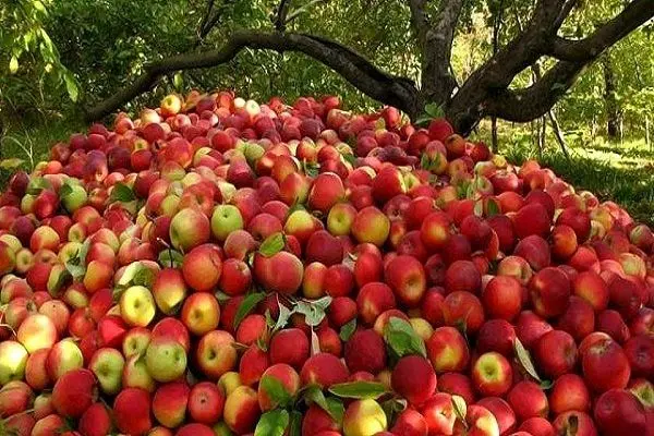 رد ادعای غیر واقع روسیه درباره هندوانه ایران