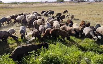 جهش شدید قیمت دام زنده در سال۱۴۰۲/ دام۶۰هزارتومانی چطور ۲۶۰هزار تومان شد؟