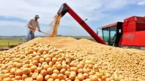 شناسایی مقصر گرانی گوشت مرغ