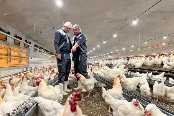 جزئیات جدید از بازار مرغ/عرضه و تقاضا در چه وضعیتی قرار دارد؟