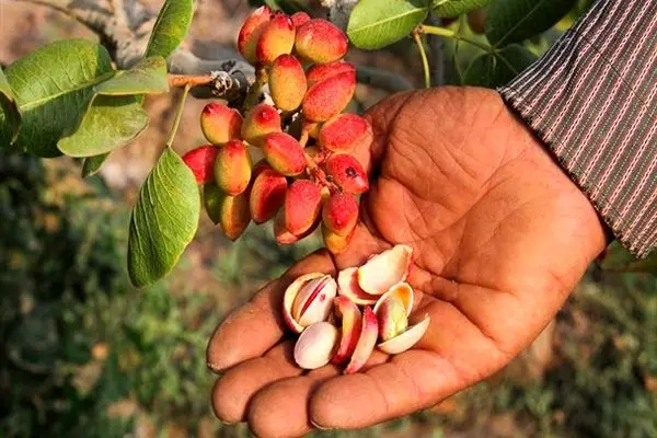 کوچک و پوک شدن پسته ایرانی به دنبال قطع برق/ بازگشت تحریم‌ها چه تاثیری بر صادرات پسته می‌گذارد؟