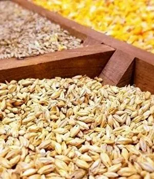 رشد چند برابری قیمت نهاده‌ها/مرغ گران‌تر می‌شود؟