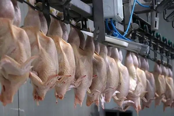  توقف صادرات مرغ در ترکیه