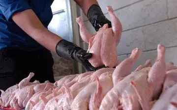 وعده رئیس اتحادیه پرنده و ماهی درباره تثبیت قیمت مرغ