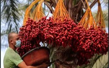 اعلام رتبه جهانی و گردش مالی سالانه خرمای ایران