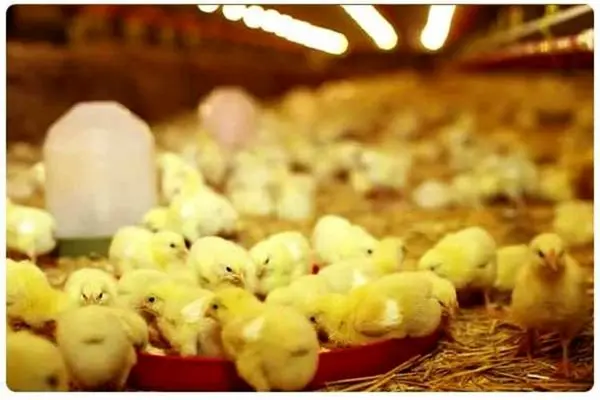 بایسته‌های  رونق صادرات مرغ به بازارهای جهانی/ 