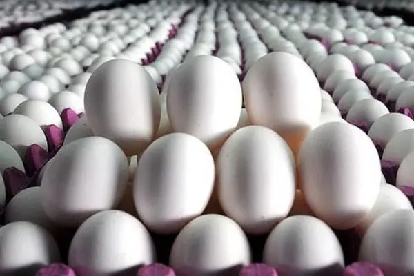 تخم مرغ آماده ورود به کانال 10هزار تومانی+جدول 