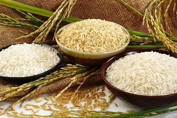 دپوی برنج در شالی‌کوبی‌ها/بازار برنج خالی شد