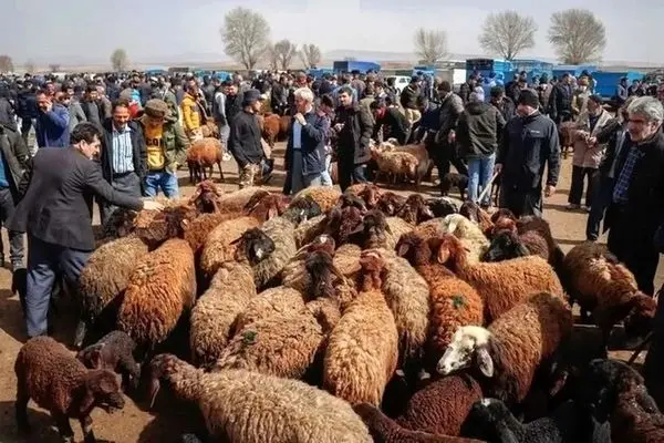 قیمت گوسفند و گوساله عید قربان چقدر شد؟