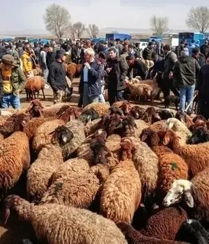 کاهش قیمت دام زنده/ گوشت قرمز ارزان می‌شود؟