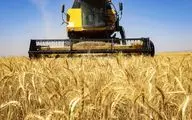 بحران برداشت چای و برنج/خطر جدی برای صنایع غذایی